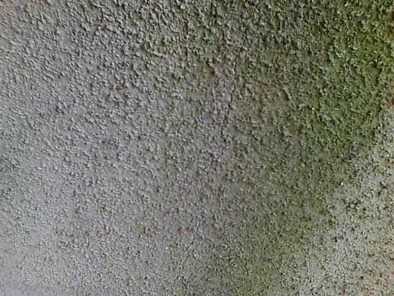 苔が生えた外壁